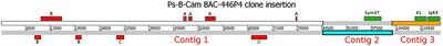 Selection Signatures in the First Exon of Paralogous Receptor Kinase Genes from the Sym2 Region of the Pisum sativum L. Genome